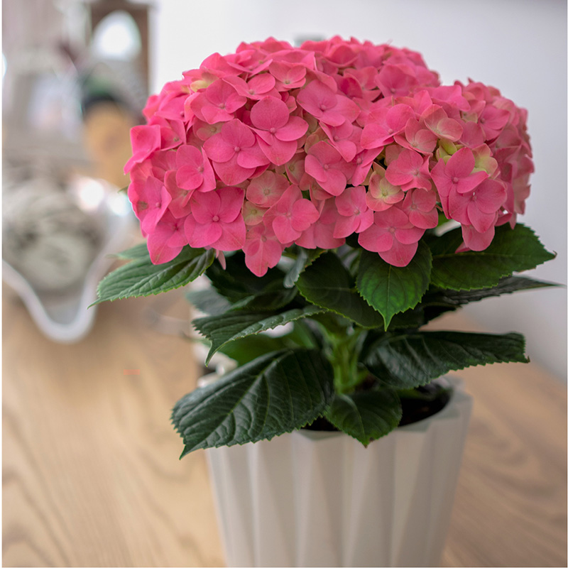 Get It Pretoria tweet media