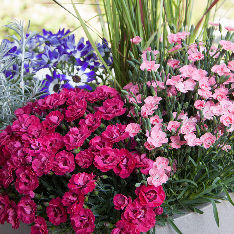 Get It Pretoria (@getitpta) on Twitter photo Wondering what to do in the garden?We’ve got you covered >bit.ly/2Tf9nyn Wondering what to do in the garden?We’ve got you covered >bit.ly/2Tf9nyn