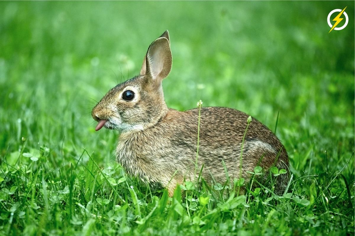 PowerfieldsTwit's tweet image. It's #TongueOutTuesday
#Powerfields