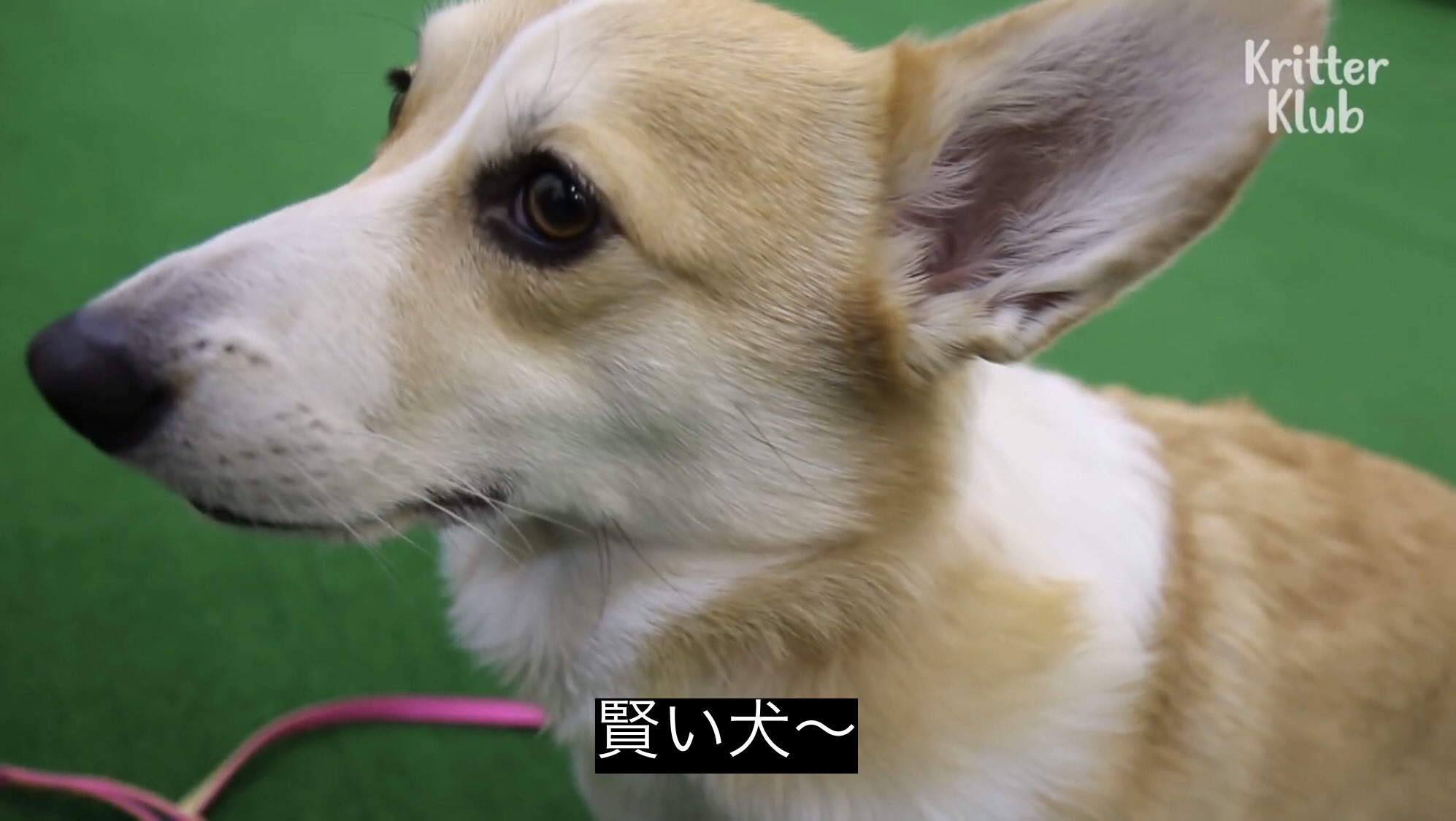 どうぶつ動画字幕bot 賢い犬 T Co Vm4ptgz0bf
