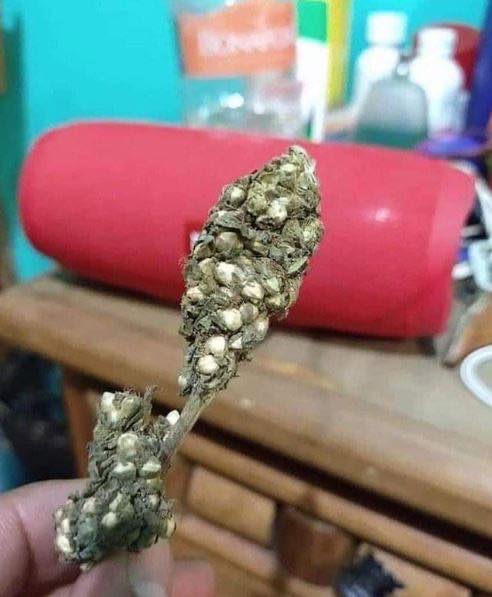 trezemental's tweet photo. Se 2020 fosse maconha https://t.co/hkoaSrqQKT