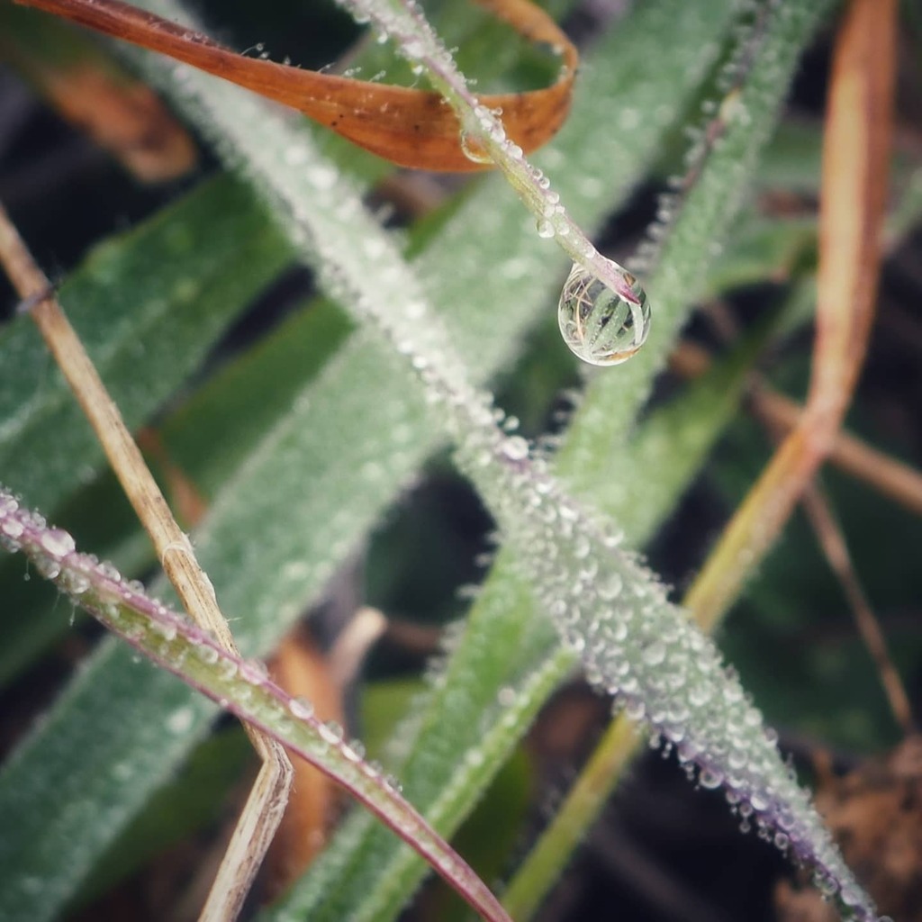 fjrubiales's tweet photo. 💧🌿
.
.
#macro #drops #macrophotography #капли #waterdrops #drops_creative #raindrops #drop #drops_perfection #macro_perfection #outdoors #insect #hiking #macro_captures #naturelover #water #instanature #macroworld_tr #closeup #macroclique #macro_visi… https://t.co/WTMgGdlCFk https://t.co/9qdQW89lxV