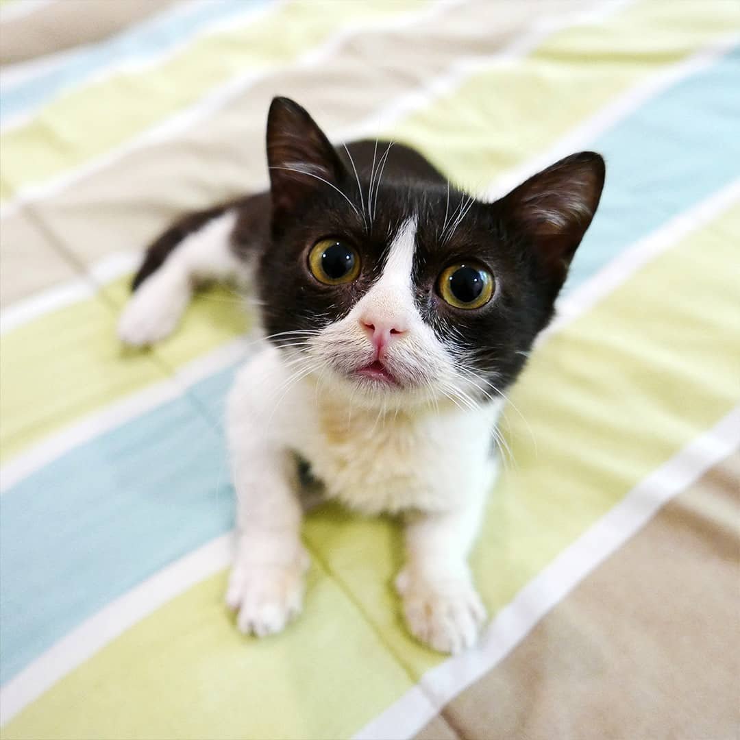 MeowAsFluff's tweet photo. Meet The Incredibly Cute “Perma-Kitten” With A Metabolic Bone Disorder Who Is Thriving Thanks To His Amazing Mom!
https://t.co/yKiaRNL7h8
#catsofmanila #rescuecat #rescuecats #adoptdontshop #specialneedscats #kittens #specialneedskittens #rescuekitten #rescuekittens #permakitten https://t.co/MIBci4J597