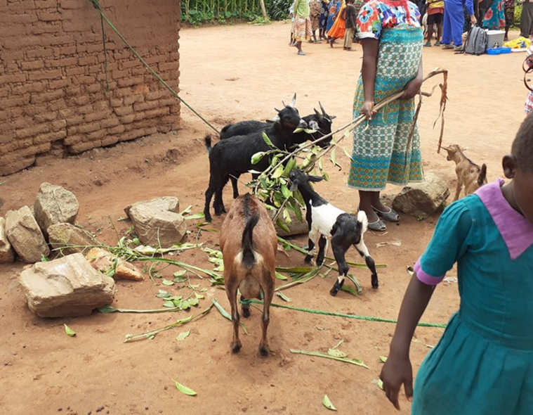 profericmorgan's tweet photo. PhD available starting October, with me and @bozzolamartina at @QUBelfast @QUBIGFS partnering @selfhelpafrica to help goats stay healthy and people fed in Malawi and Uganda. Fully funded @Economy_NI for UK residents only, sorry. Deadline 29 May. https://t.co/Hu68hbiPG4 https://t.co/pr98cbEcrG