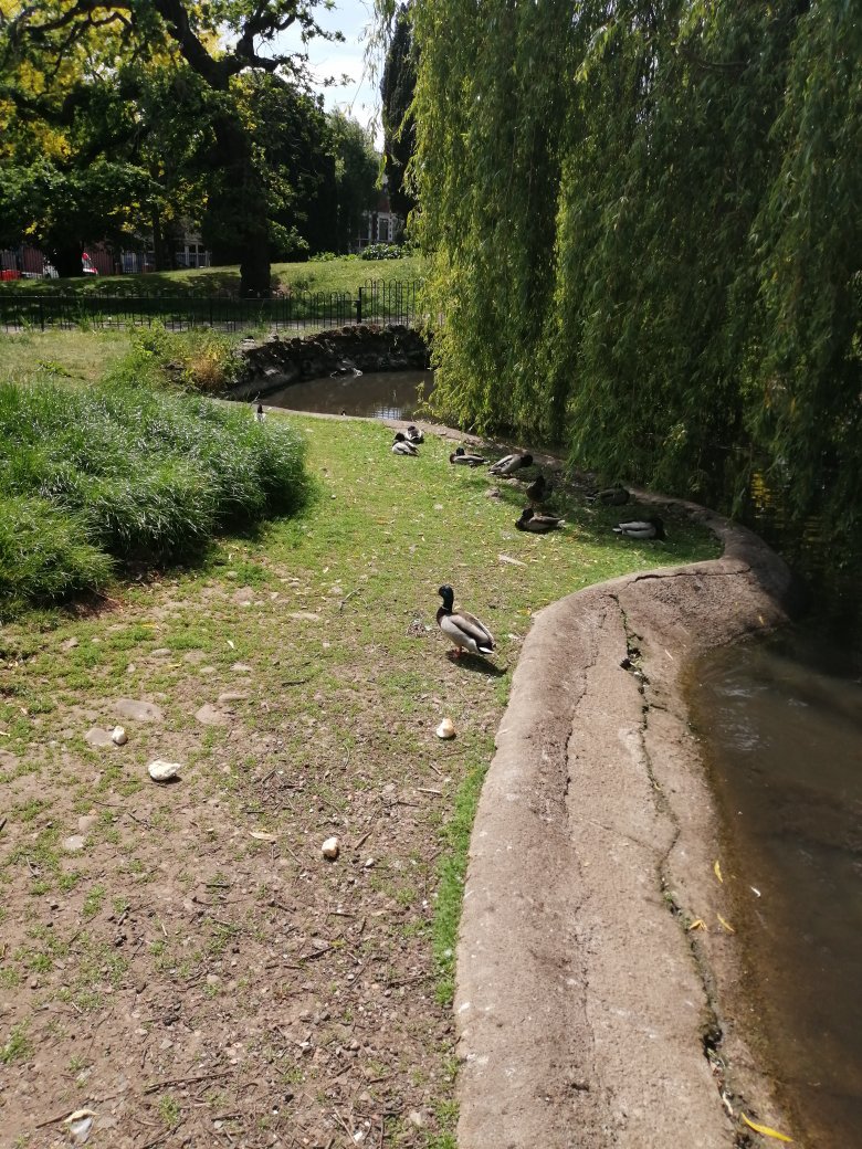 The lad in photos 2 and 3 is my favourite. I shall call them Bill in honour of  @haydenlovebot and because ducks have bills