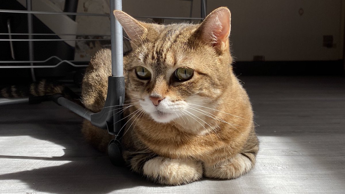 postbadnoisette's tweet photo. petit bain de soleil 🥰 https://t.co/WrYMLdsHEj