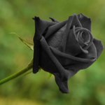 絶滅が危惧されている？？妖妙な雰囲気を放つ、真っ黒い薔薇!？