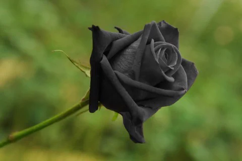 絶滅が危惧されている？？妖妙な雰囲気を放つ、真っ黒い薔薇！？