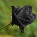 絶滅が危惧されている？？妖妙な雰囲気を放つ、真っ黒い薔薇!？