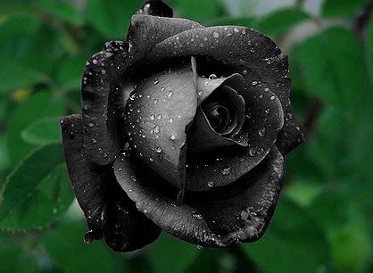 絶滅が危惧されている？？妖妙な雰囲気を放つ、真っ黒い薔薇！？