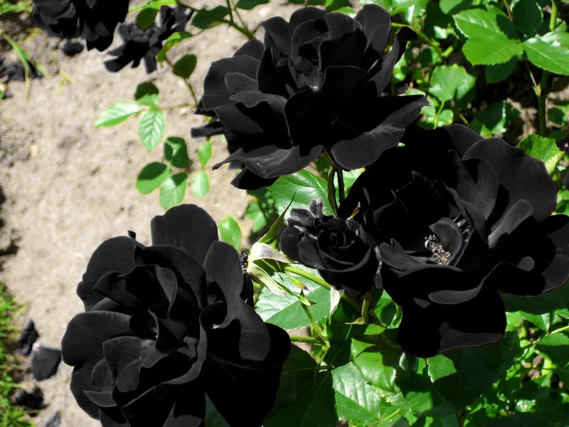 絶滅が危惧されている？？妖妙な雰囲気を放つ、真っ黒い薔薇！？