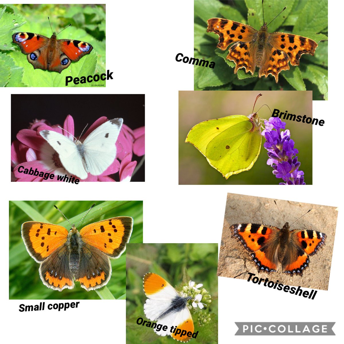srutlandLW's tweet photo. We’ve spotted and identified all these butterflies when we’ve been in the garden and out for a walk. Have you seen any? ⁦@MrStevensLW⁩ https://t.co/Osd1E8it6y