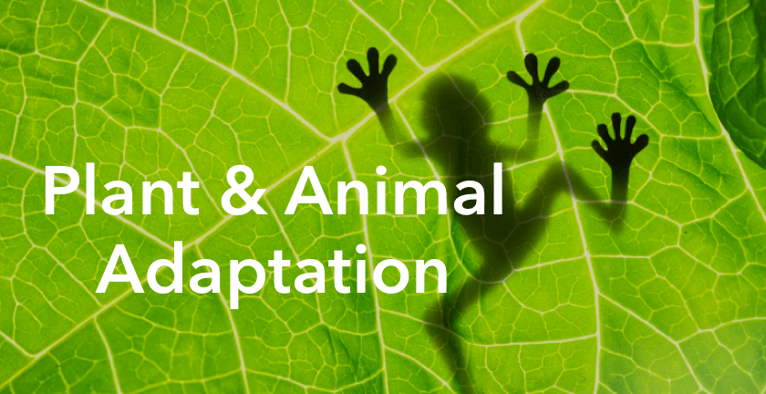 go_pangea's tweet photo. Did you know that there are more than a dozen #STEM topics on PenPal Schools!? From robotics to the Solar System and plant and animal adaptation, global connections make any academic subject more authentic and engaging! Sign-up @ https://t.co/T1rOlfJwFy #EdTech #STEMeducation https://t.co/3hbKmGXB6r