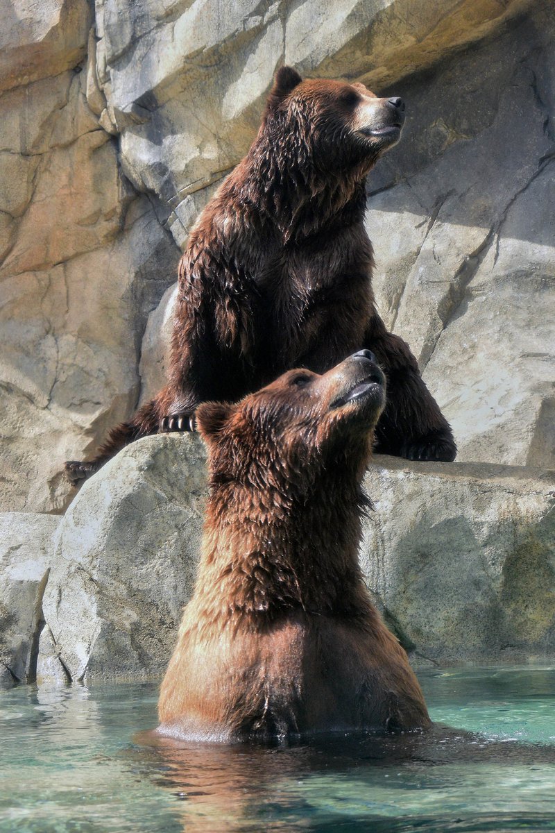 It's a special #BearAwarenessWeek day for #BringingTheZooToYou live chats. Head to Facebook at 11 a.m. where one of our lead animal care specialists will answer all your bear questions. At 2 p.m., head to Instagram to learn about what we feed the bears here at #BrookfieldZoo.