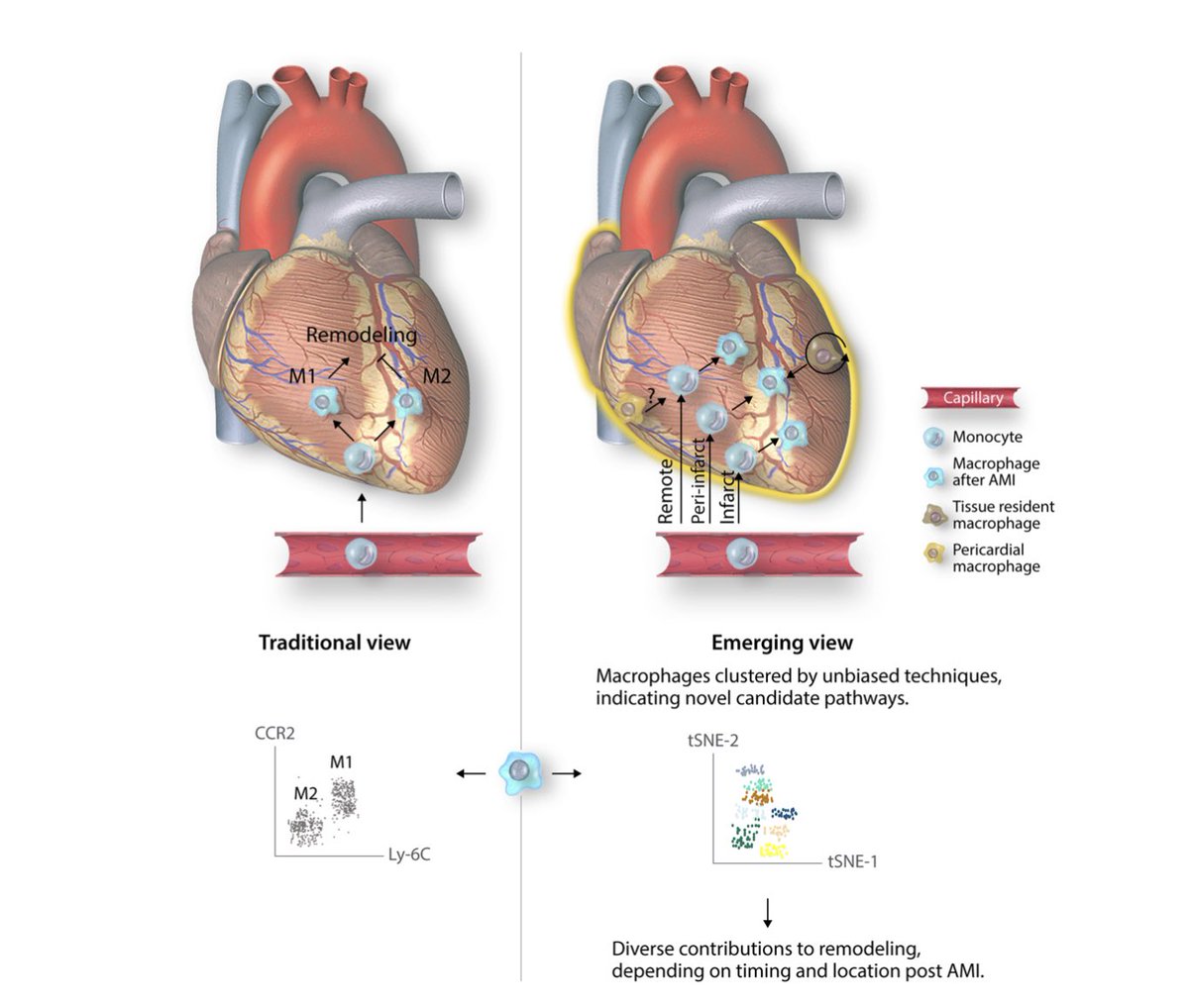 EDITOR’S CHOICE: Must-read review exploring the role of cardiac monocytes and macrophages after #MI in cardiac remodelling and #HeartFailure. Does emerging evidence refute traditional models?
More here:bit.ly/2WO4X3P
<a href="/ESC_Journals/">European Society of Cardiology Journals</a> #OpenAccess #CVD #CardiovascularResearch