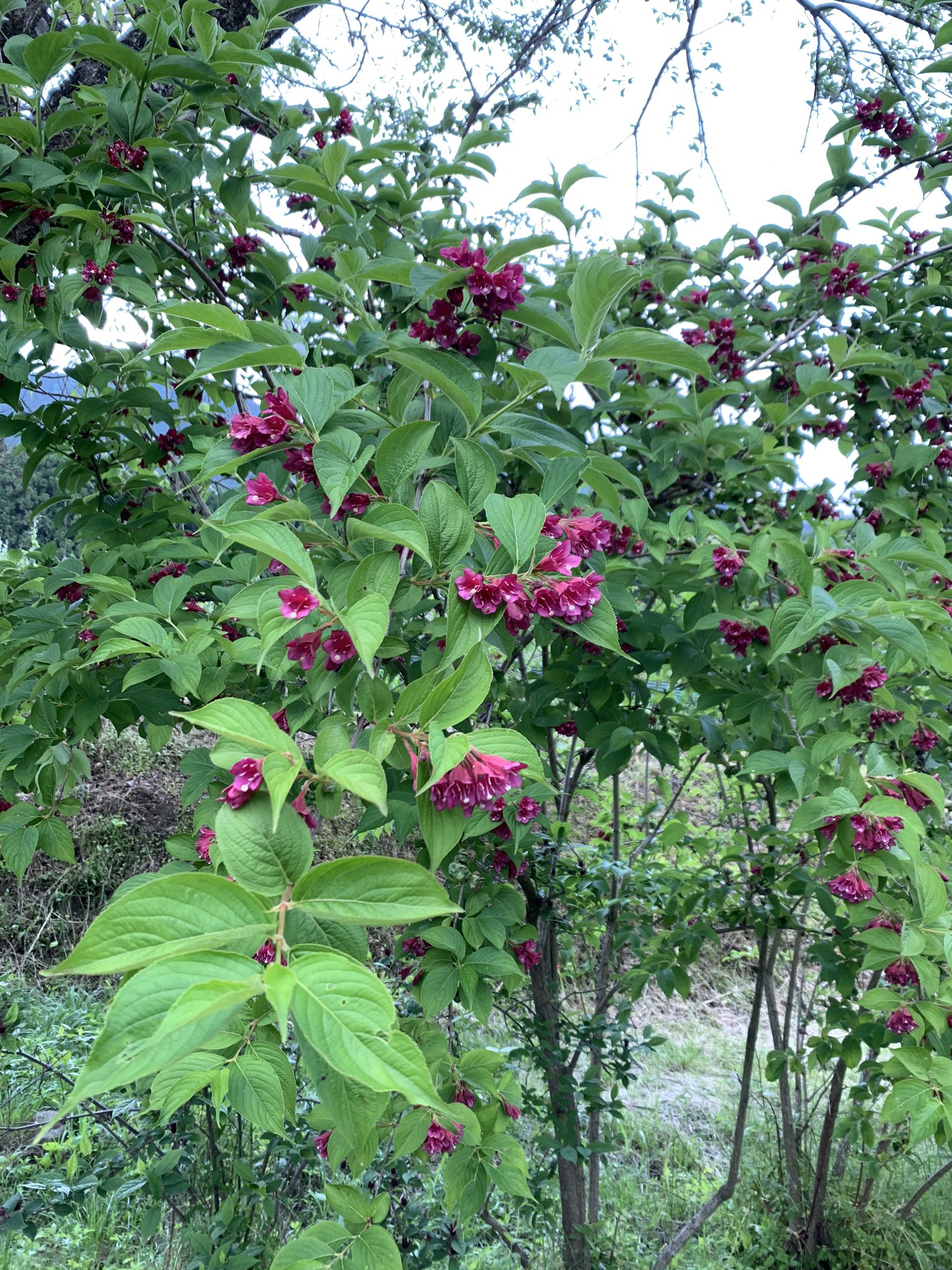 うしみ 宇宙からこんにちは ベニウツギ 最近きづいた 今 木に咲いてる花って 大体 なんたらうつぎ ヒメウツギ まるば うつぎ はこねうつぎ あと今日 感動したのは みずき 花の形は みずきとは違うけど ハナミズキ やまぼうし ハンカチの木 似