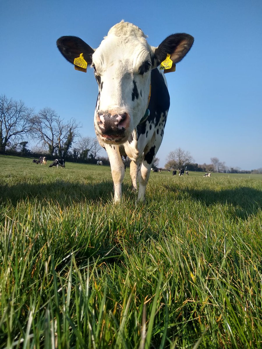 Ice_Robotics's tweet photo. Did you know cows have an acute sense of smell?
They can detect odors up to six miles away, which is also helpful in detecting imminent danger.
#CowFact #TuesdayThought #StayConnected #CowAlert https://t.co/DJOzDpG5cY