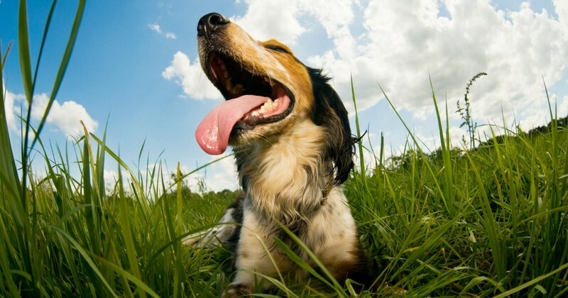 Wamiz_fr's tweet photo. Mon chien a un épillet : que faire et comment les éviter ? https://t.co/TiYBwm4Q9f https://t.co/5JHmDMVywR