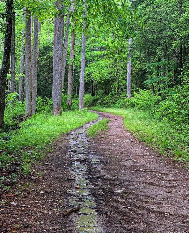ExploreSylva's tweet photo. Hang in there WNC! Stay safe, stay strong... we're almost there! #exploresylva #wnc #wncmountains #northcarolina #hiking #forest #COVID19 https://t.co/kcOv5S7xwk