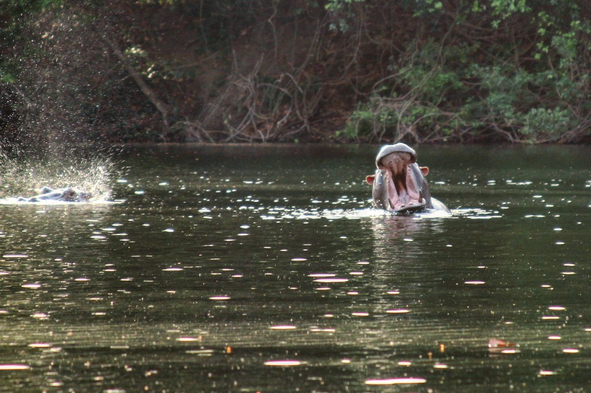 PanVerusProject's tweet photo. Did you know #SierraLeone is home to the only two living hippo species? There are both large common hippos and pygmy hippos living in the country.

You can see common hippos on a canoe ride at #OutambaKilimi National Park https://t.co/RT8hXZLVmP