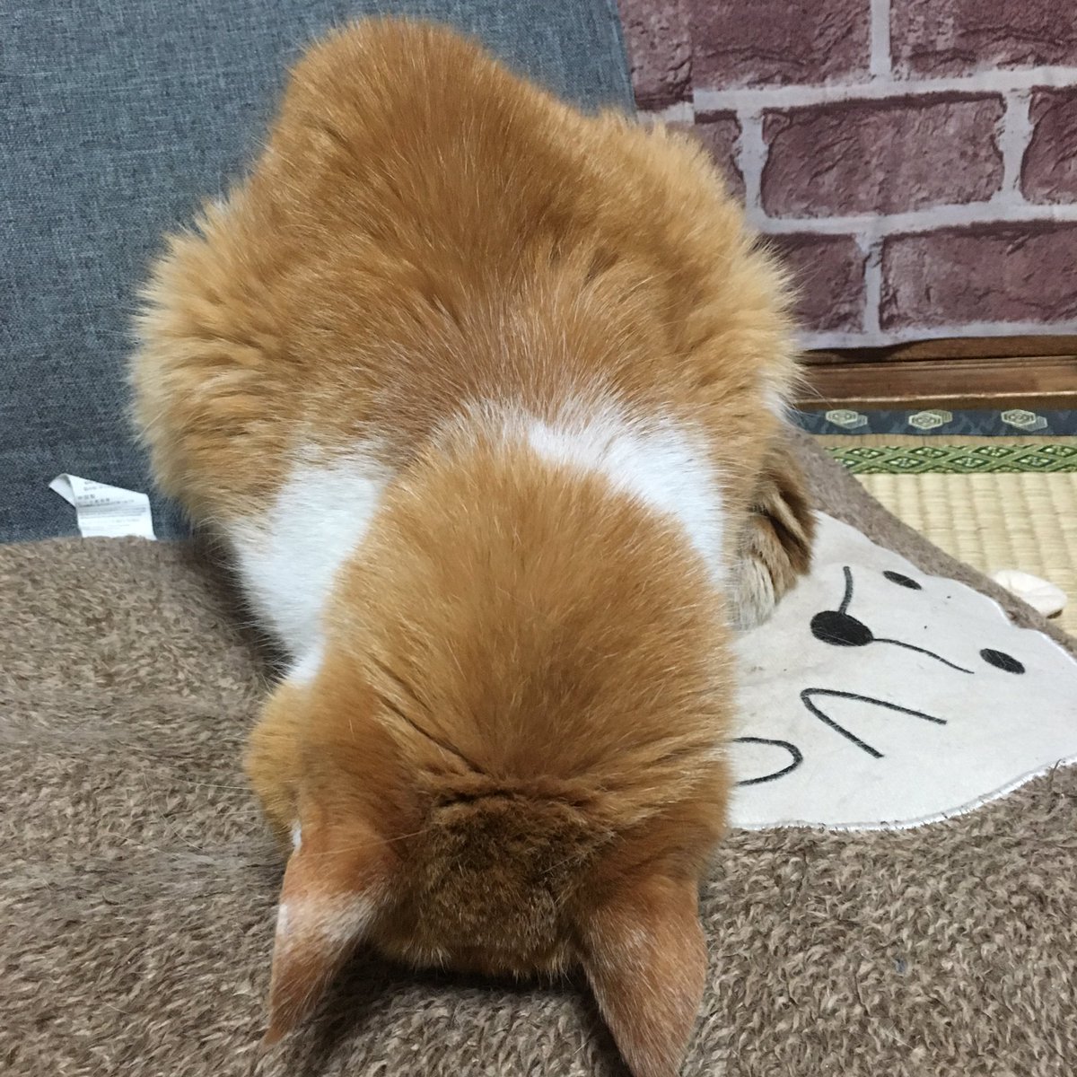 土下座猫 - Twitter Search
