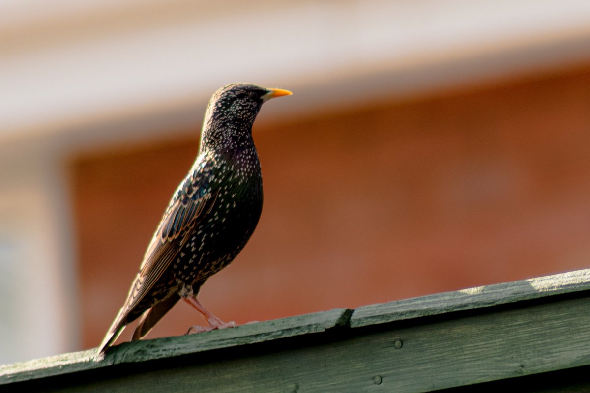 Starling on my garden fence 

#starling #wildlifephotography #TwitterNatureCommunity  #Staffordshire
<a href="/StaffsWildlife/">StaffsWildlife 🦔🍄🦇</a> <a href="/Natures_Voice/">RSPB</a>
