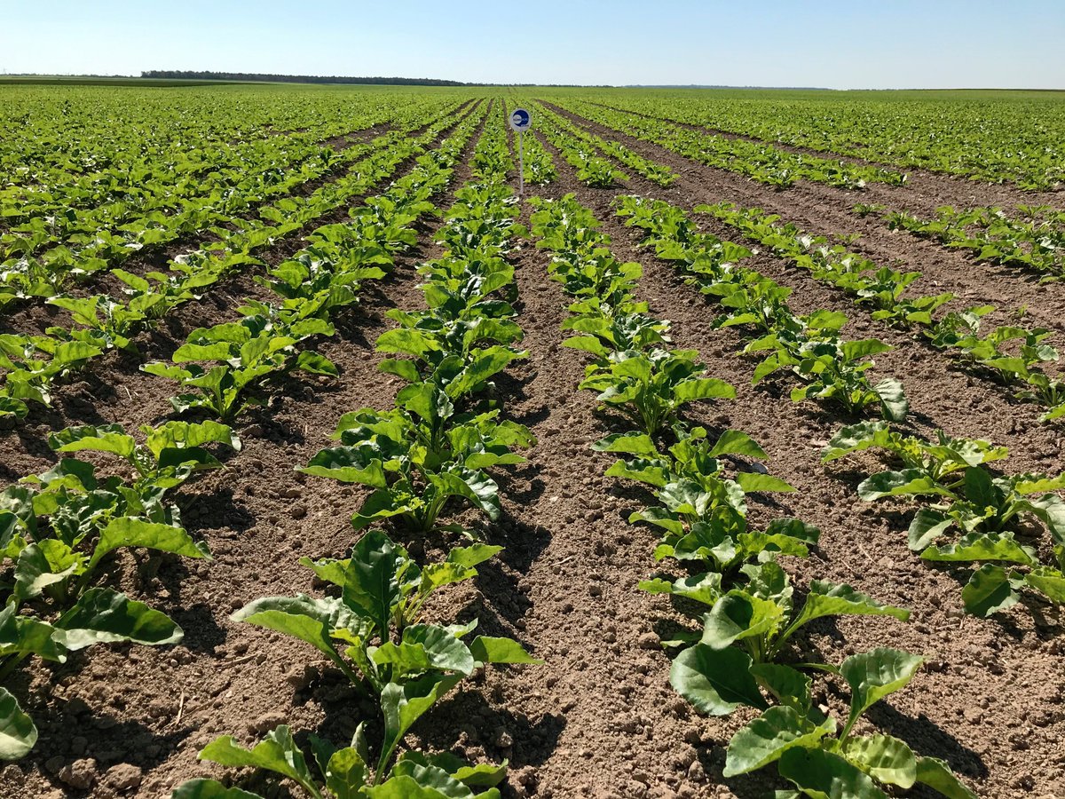 Auria_SAF's tweet photo. Aucun pied ne manque à l'appel ! #betterave
avec un bel effet vigueur que l'on soit en terres superficielles ou plus profondes #microgranulés #UMOSTART 
@SumiAgroFrance https://t.co/9GYQu5umMQ