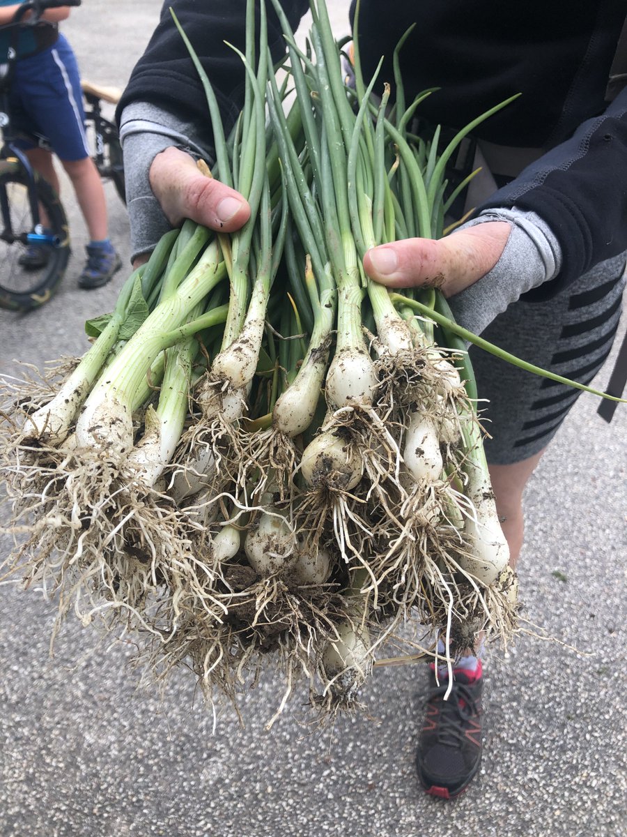 Each day without all our children is not quite right and we all miss you so much. Today the spring onions planted by our gardening club in autumn term have emerged -healthy, robust and wonderful. Well done to our planters - your efforts are still producing food and much joy!