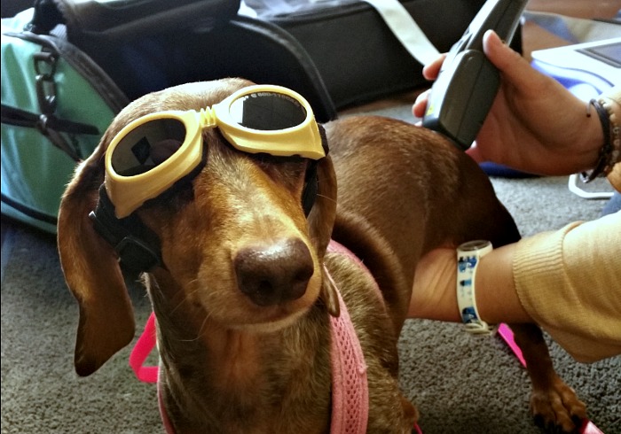 PrimePet Rehab tweet media