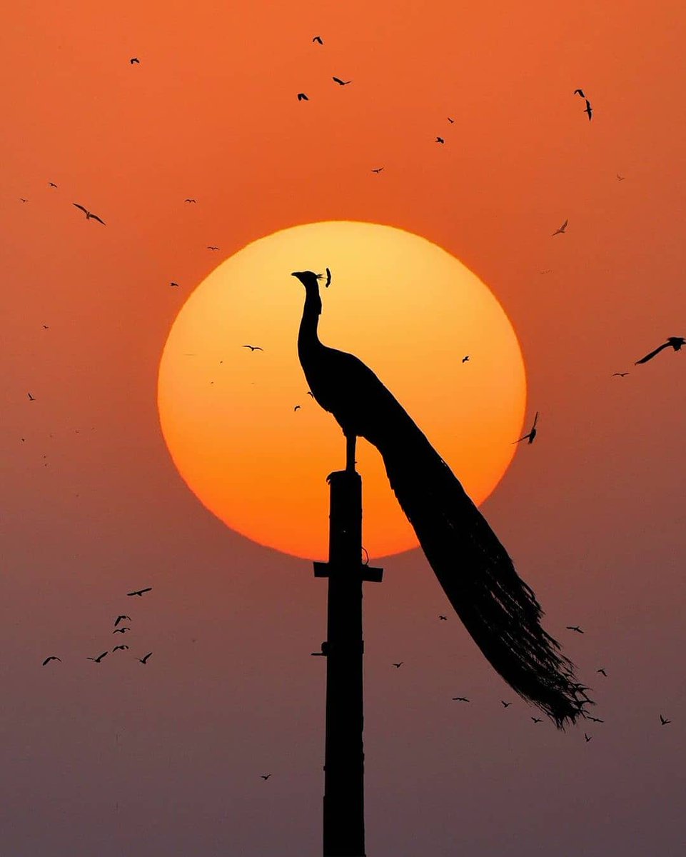 ahmednagarpc's tweet image. “Every sunset brings the promise of a new dawn.” 🦚

Picture Credits : @sulabhlamba6

#APC #RetouchingTutorial #RetouchingPro #CreativeRetouching  #PhotoRetouch #PhotoRetuching #Photoretoucher #PhotoretouchingService #PhotoretouchArtist #RetouchPhotos #RetouchArtistIndia