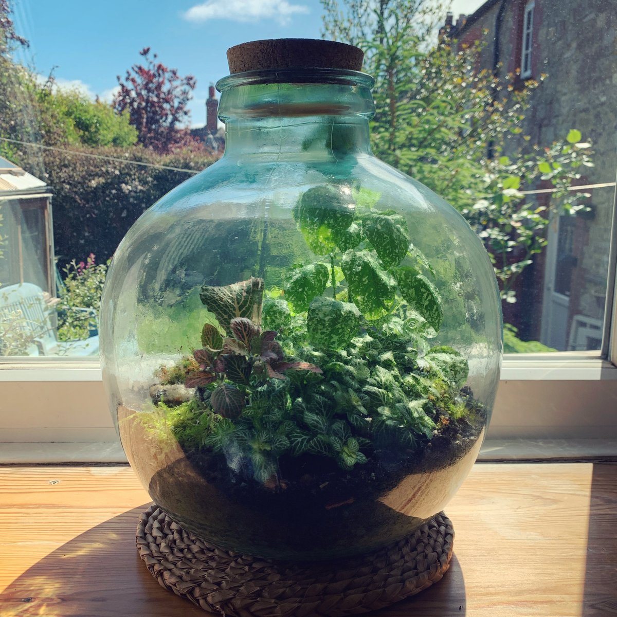 How beautiful does our #interiorbotanical terrarium look bursting with life and enjoying the sun in lockdown with Bexi at the moment! ☀️🌱😀
