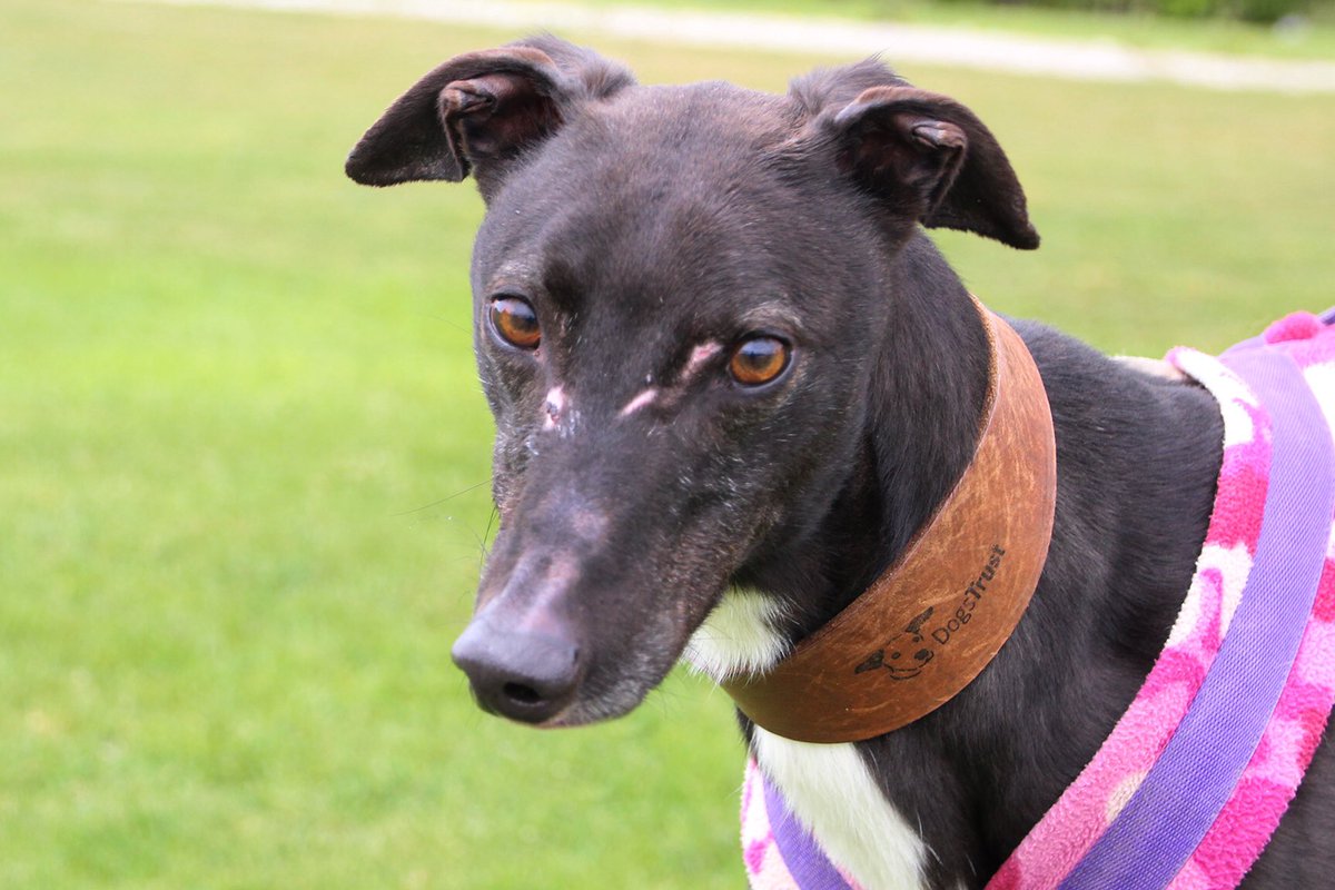 Dogs Trust Leeds tweet media