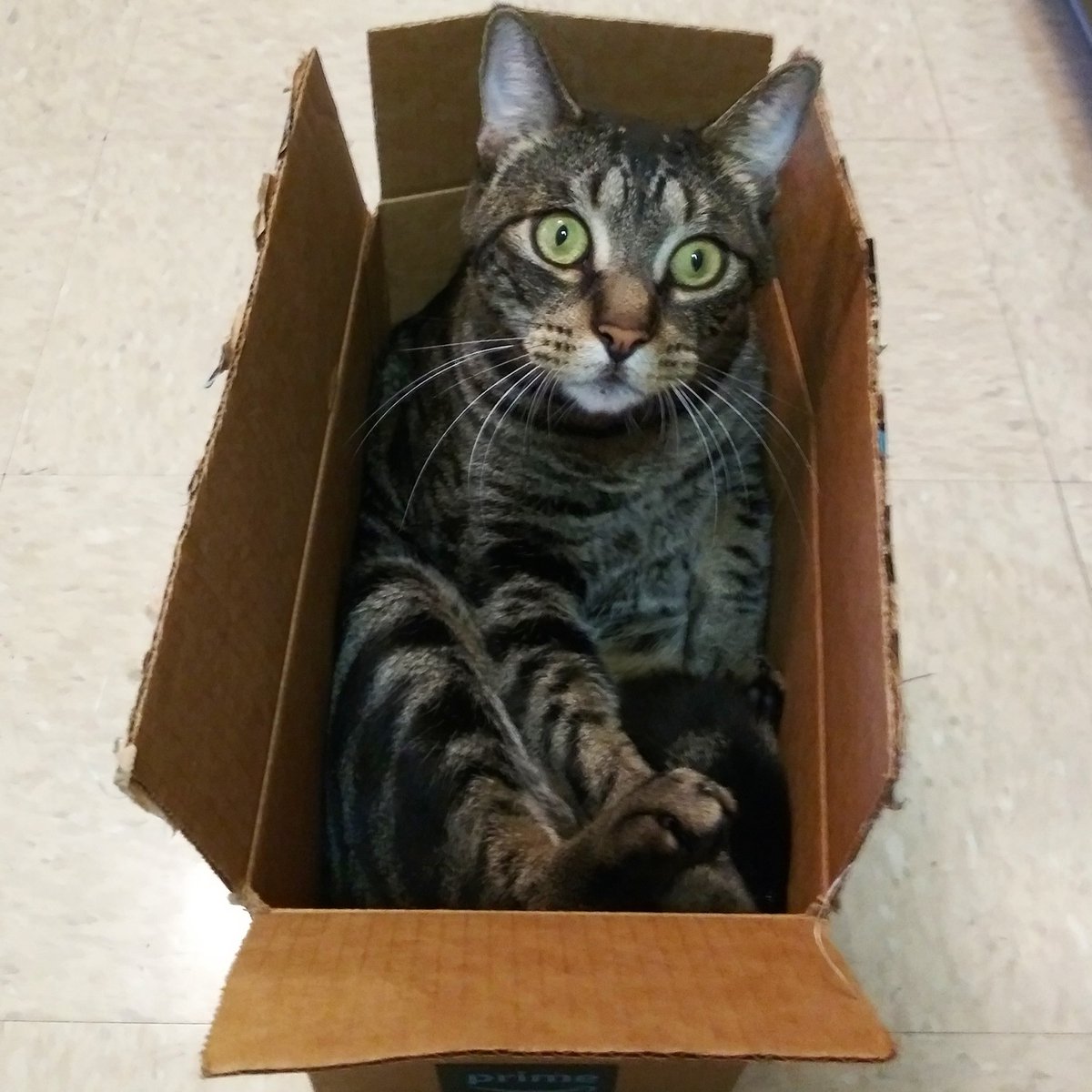 His priceless face when he realized the box was to small 😁😹🐈 #cat #catlife #cuteanimals #catcrazy #kitty #animals #funny #funnyanimals