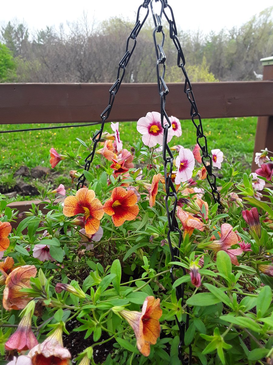 In a bad New Jersey accent:Calibrachoa? I barely now her!