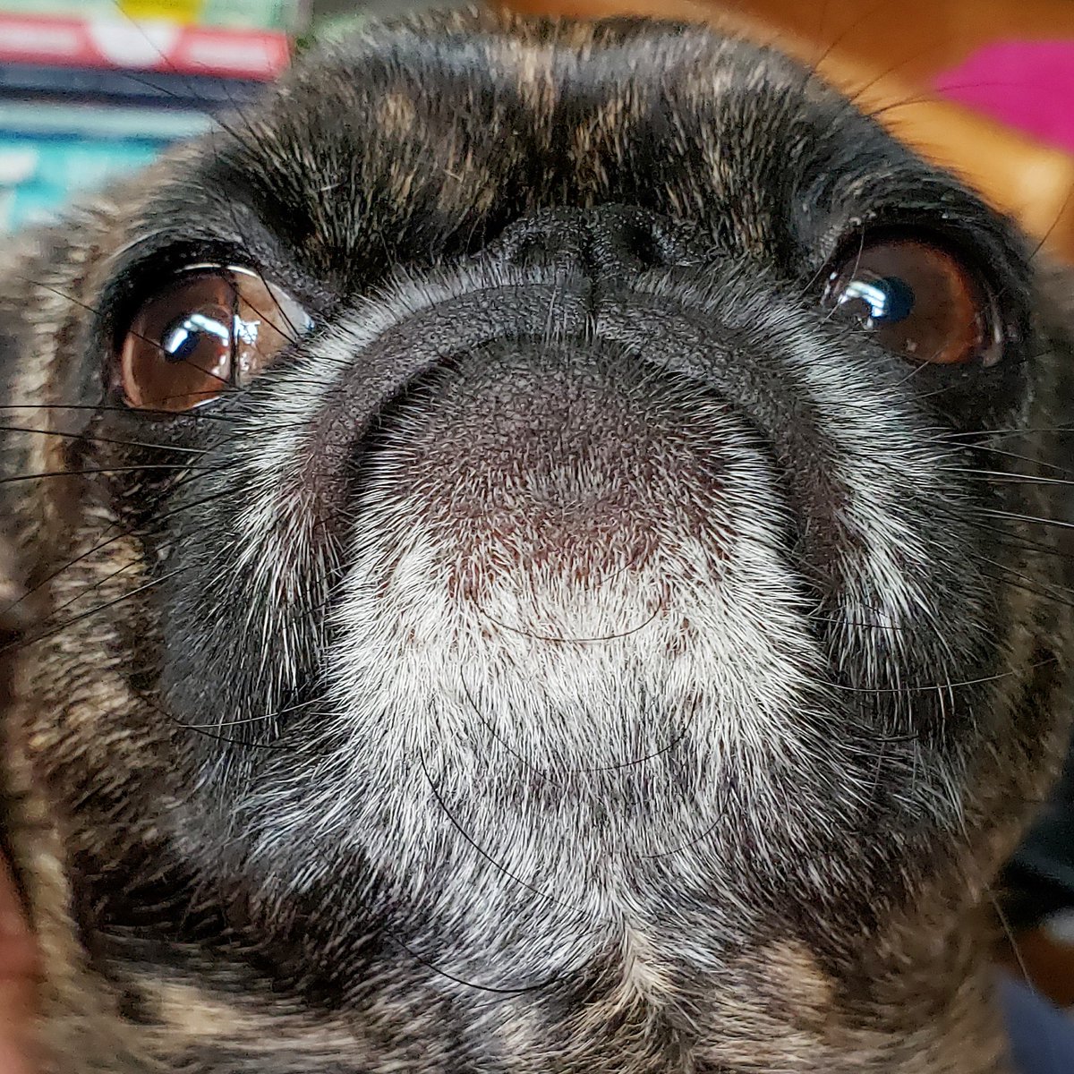 funaek's tweet photo. I love my lil muppet alien. #monkadoodledoo #whitechin#defiantmonkey #alienpug https://t.co/2Wvz6hViej