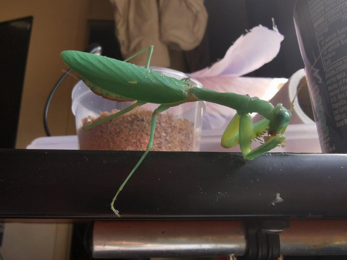 TSimbolic's tweet photo. Yeh this is my baby girl Minerva. She is a Malaysian Blue #prayingmantis and I love her with my whole heart. #animallover #buglady https://t.co/0qgKEviXNc