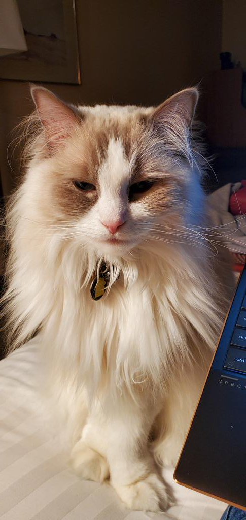 Thibodeaux32117's tweet photo. Thibodeaux: Human! I demand my snack! Give me a roasted chestnut!!! #ragdoll #cat #demand #giveme #roastedchestnut https://t.co/1fc9fqUBQw
