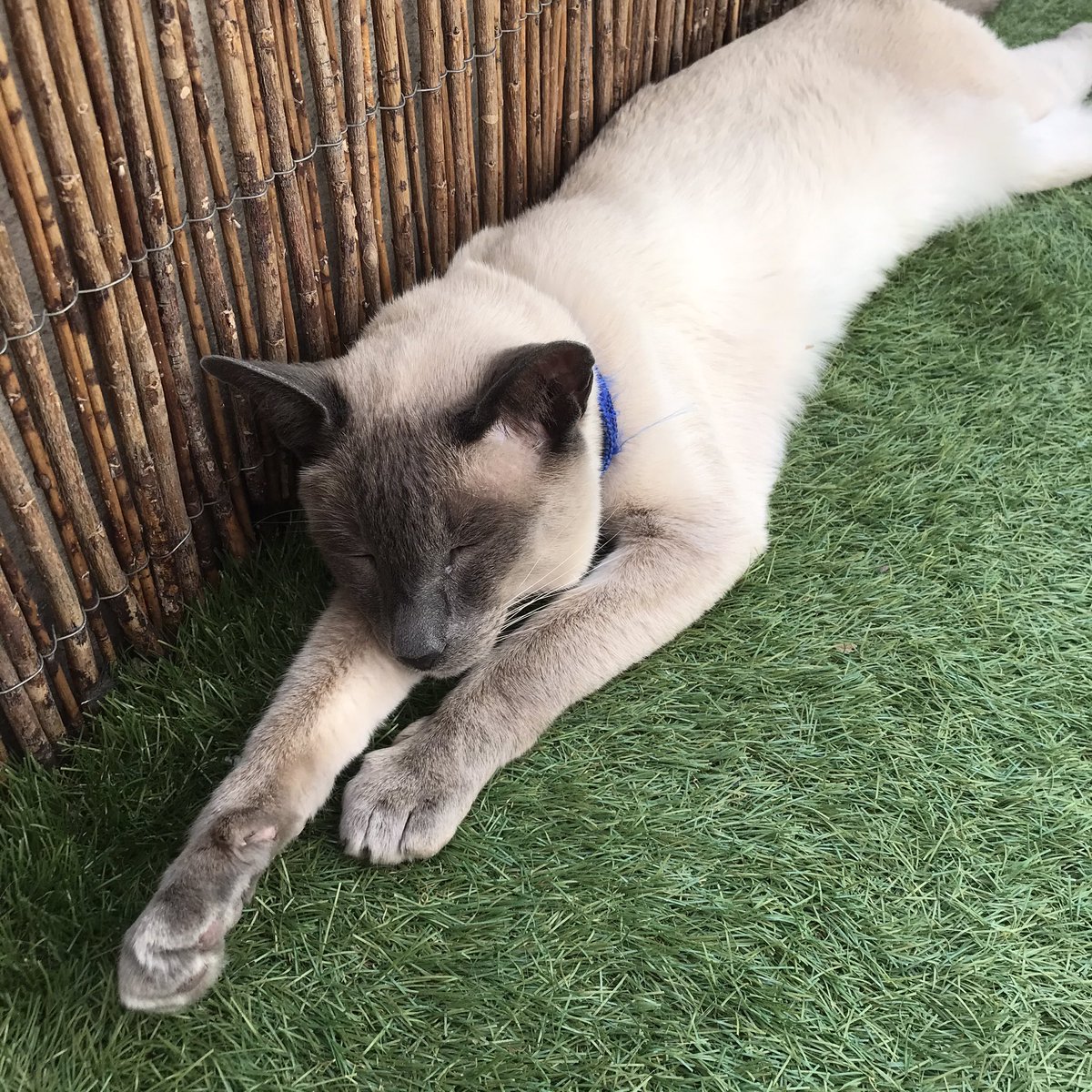 FlohGna's tweet photo. #ACNH I’m looking for Mitzi, Fang or Vivian, if anyone has one of them in boxes please 🥺
I can trade for bells or items (I have lots of white &amp; pink items, just lmk what you’re looking for!)

Here’s a pic of my cat to bribe you (also he looks like Mitzi so that’s why I need her) https://t.co/PRz5sWUctC