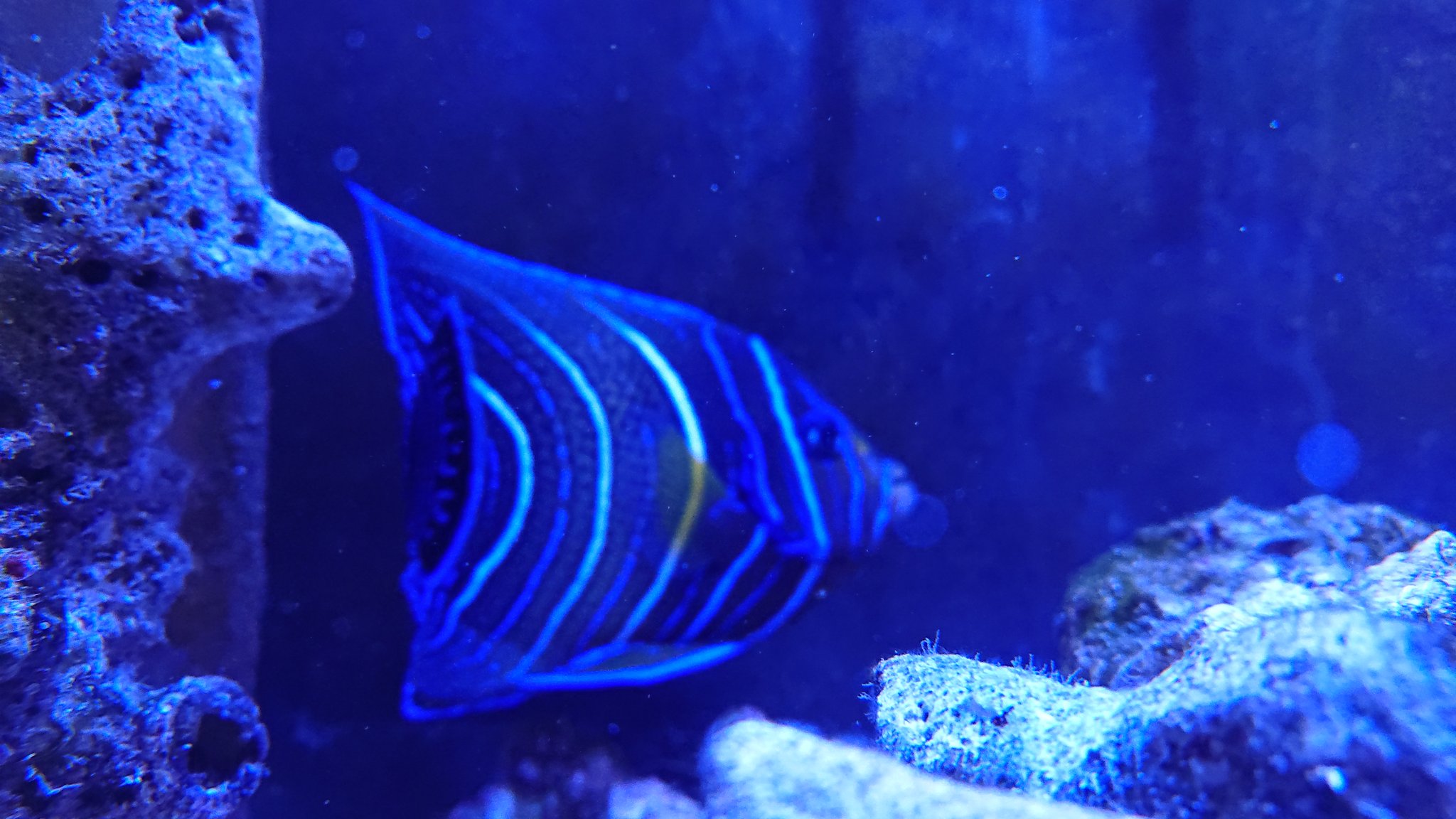 サザナミヤッコ Twitter Search Twitter