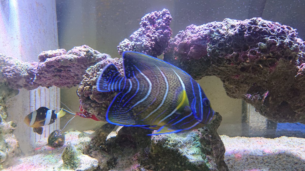 ちゃあ だいぶ大きく成長したよ マリンアクアリウム アクアリウム 海水魚 海水魚飼育水槽 サザナミヤッコ 大型ヤッコ ちゃあ だいぶ大きく成長したよ マリンアクアリウム アクアリウム 海水魚 海水魚飼育水槽 サザナミヤッコ 大型ヤッコ
