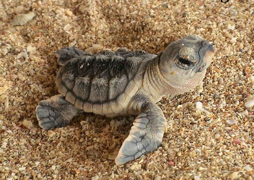 StenapaStatia's tweet image. Find out what we do during out Sea Turtle Conservation Program right here on St. Eustatius. 
&amp;gt;&amp;gt; statiapark.org/sea-turtle-con…

@DCNA @wnfnederland #seaturtles #seeturtles #TurtleIslandRestorationNetwork #turtlebeaches #study #nests #wildlife #marine #marinepark