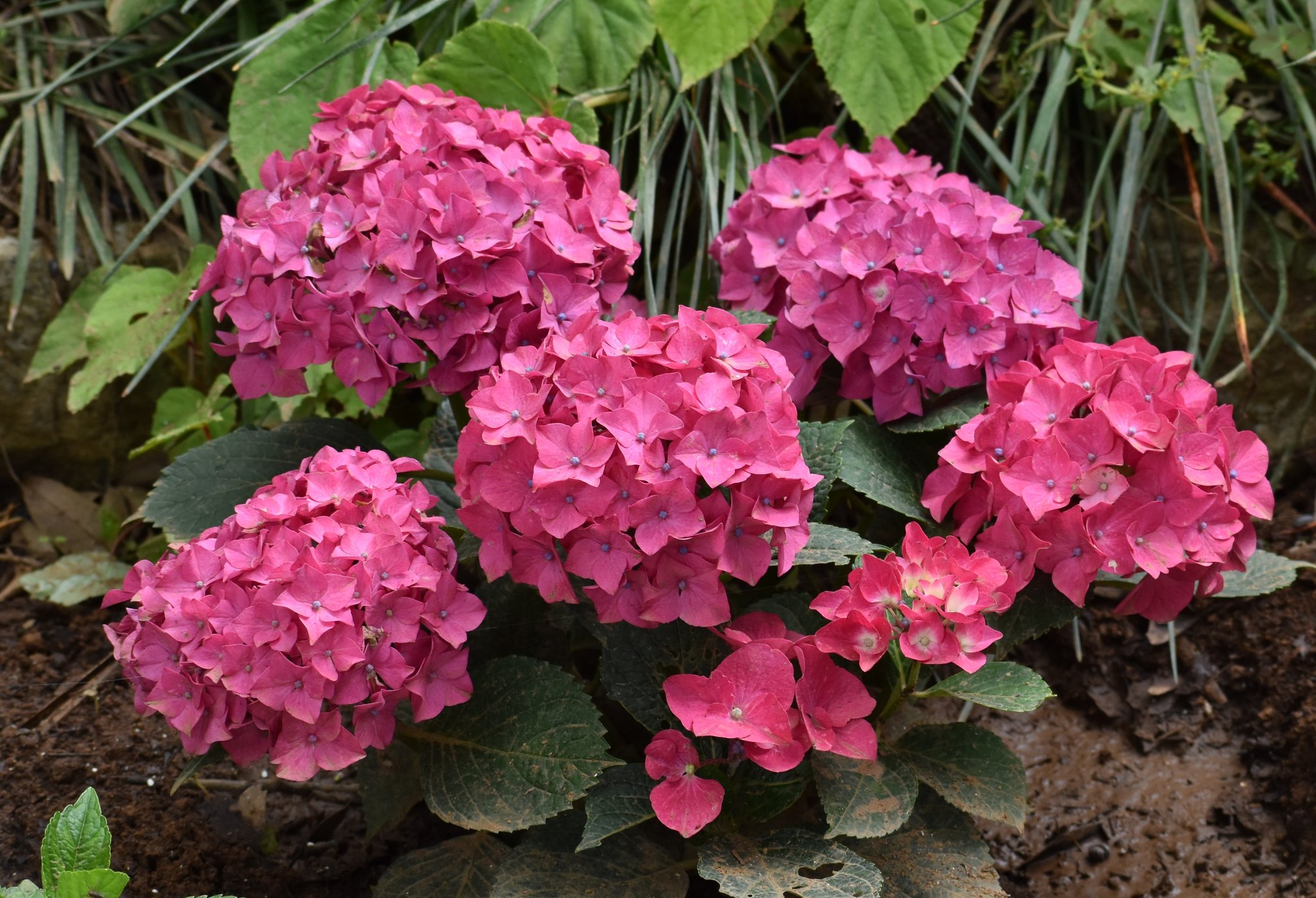 エリック 花の有る風景 紫陽花 アジサイパリジェンヌ 紫陽花 花の有る風景 ファインダー越しの花の世界 T Co O8c0wu5ym4 Twitter