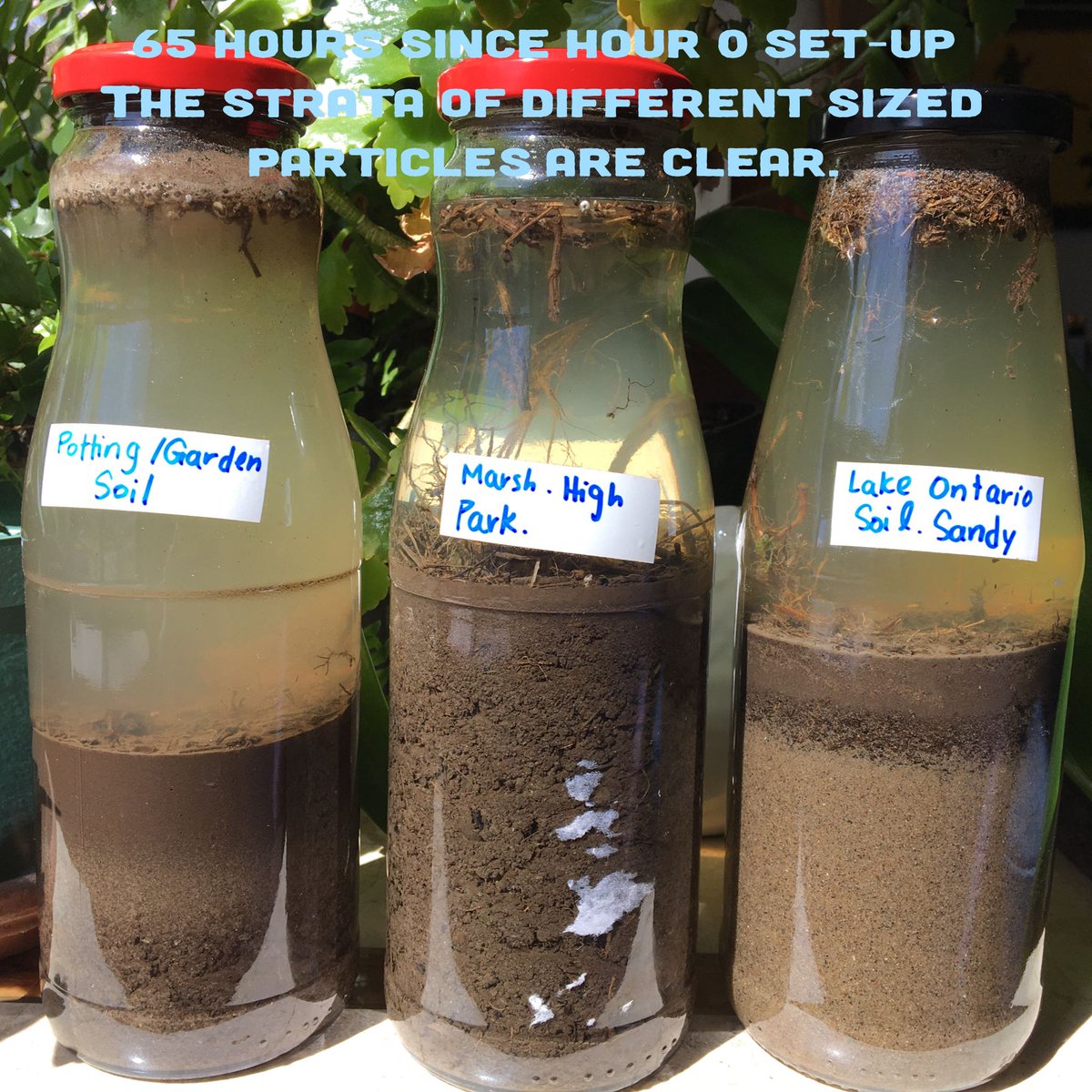 dawnbazely's tweet photo. @DrSCutrara @orlandinir @deantiquate @akosavic I'll be tweeting about #BIOL3001: Biodiversity &amp; Watershed Management (S1 Term) from @YorkUScientists &amp; sharing the #ScienceFromHome #FieldCourse lab modules &amp; resources in YorkSpace.

#KitchenSinkEcology
#ScienceAtHome
#WinogradskyColumn:Day 4
#SoilInJars 
#WatershedModel https://t.co/gyJ4ooTd1E