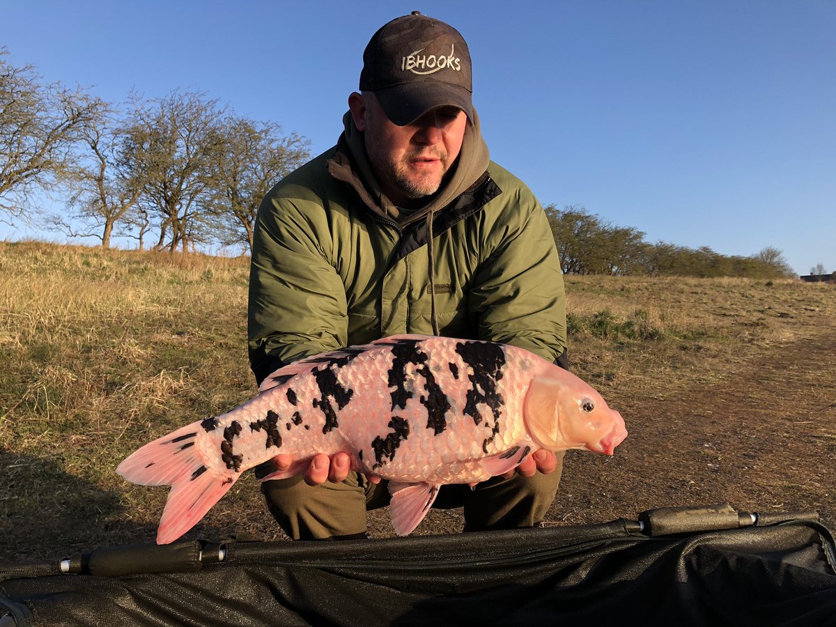 DanishBig's tweet photo. The flamingo π±@kudostackle @ccmoore_baits @Trakker_Carp @ShimanoTribal #ibhooks #CatchAndRelease #carpfishing #koi https://t.co/IiJ15E3x34