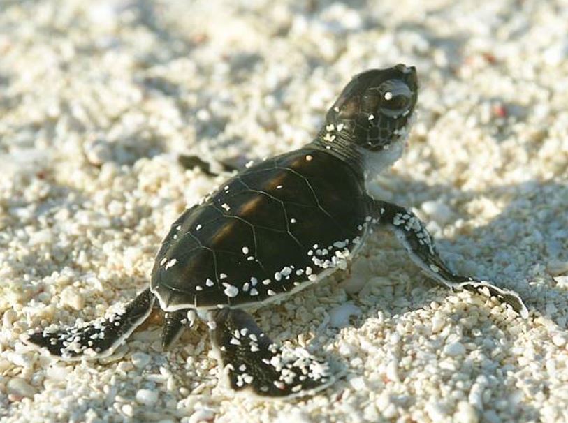 StenapaStatia's tweet image. Find out what we do during out Sea Turtle Conservation Program right here on St. Eustatius. 
&amp;gt;&amp;gt; statiapark.org/sea-turtle-con…

@DCNA @wnfnederland #seaturtles #seeturtles #TurtleIslandRestorationNetwork #turtlebeaches #study #nests #wildlife #marine #marinepark