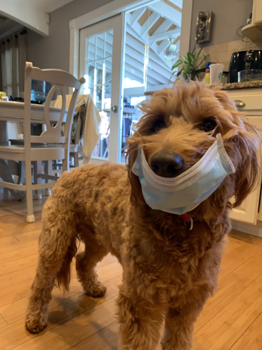 SofiaMPeterson1's tweet photo. @Los_Stuff this is Marky Marc. He has chewed up all my Softball’s but I still love him... he is also ready for the Rona. @ExtraInningSB #softballpets #lastinning https://t.co/RWsTNqGHAm