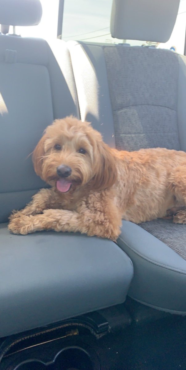 SofiaMPeterson1's tweet photo. @Los_Stuff this is Marky Marc. He has chewed up all my Softball’s but I still love him... he is also ready for the Rona. @ExtraInningSB #softballpets #lastinning https://t.co/RWsTNqGHAm