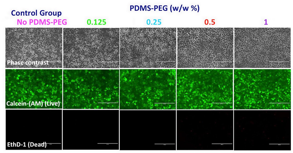 MVisualization's tweet image. Biocompatibility of PDMS with PDMS-PEG BCP additives. Rat hepatocytes were cultured in glass-(modified) PDMS devices. Published in @SciReports by @AyseAsatekin group. Here is the link to the publication: nature.com/articles/s4159…

#membrane #separation