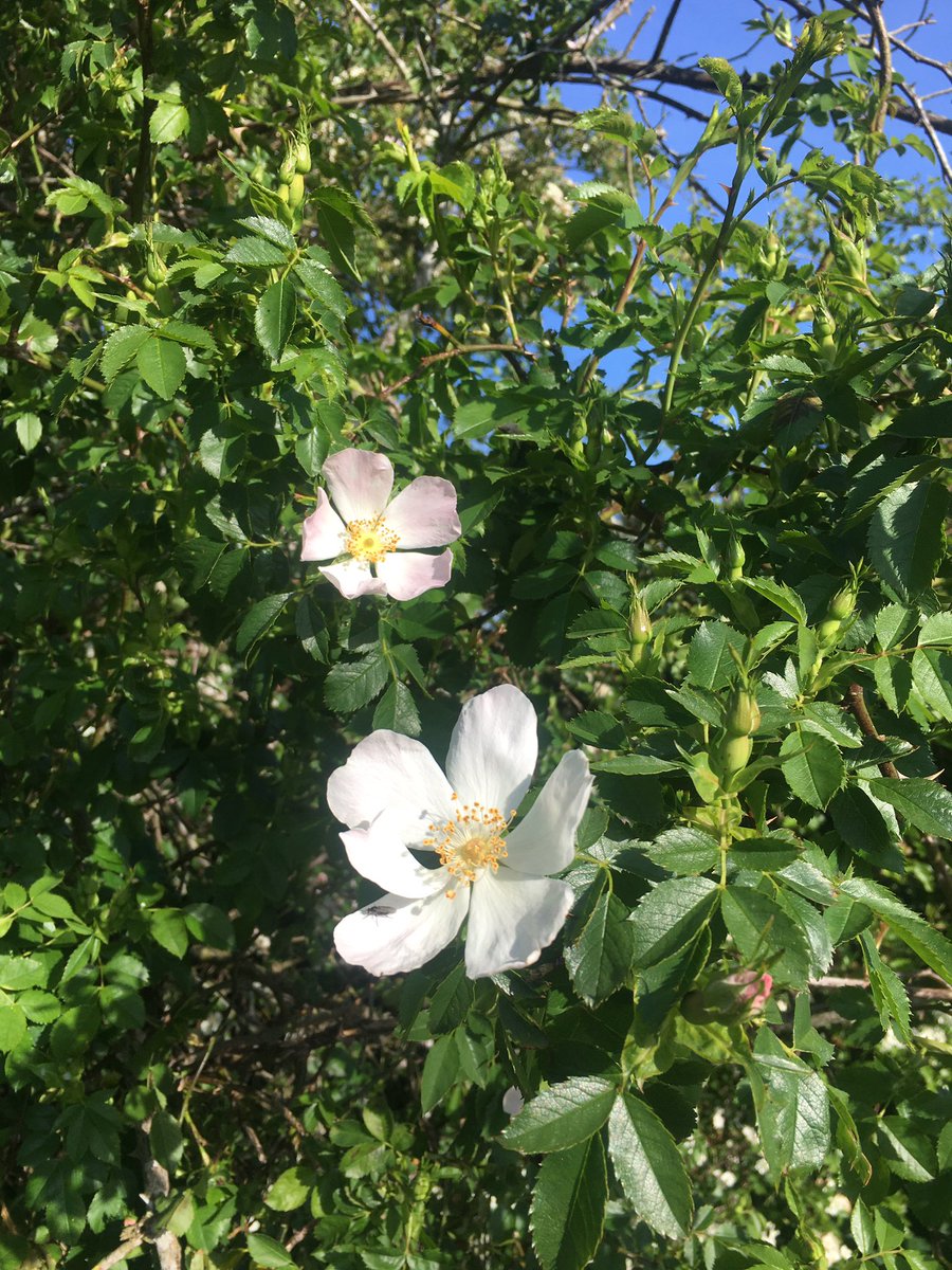 LynnMacwhinnie's tweet photo. Social distancing &amp; self isolation can leave someone feeling emotionally disconnected from life. Wild Rose is the Bach flower to shift from apathy to enthusiasm even if there are physical restrictions. #emotional #Social_Distancing #MentalHealthWeek #bachflowers @BachCentre https://t.co/pHTohWCH8A