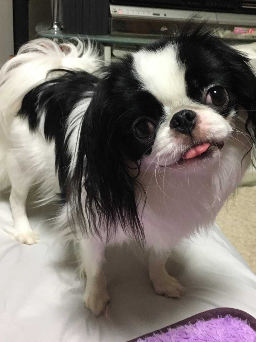 狆崎ゆかり در توییتر その表情 絶対自分のかわいさわかってるでしょw 狆 犬のいる生活 Japanesechin